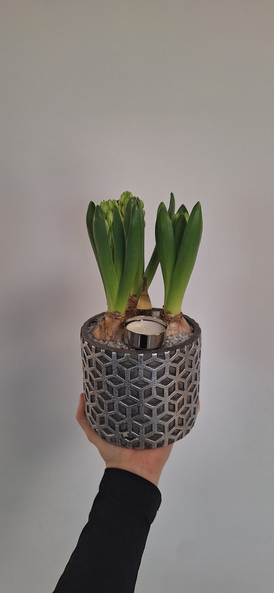 Compositions trio jacinthes