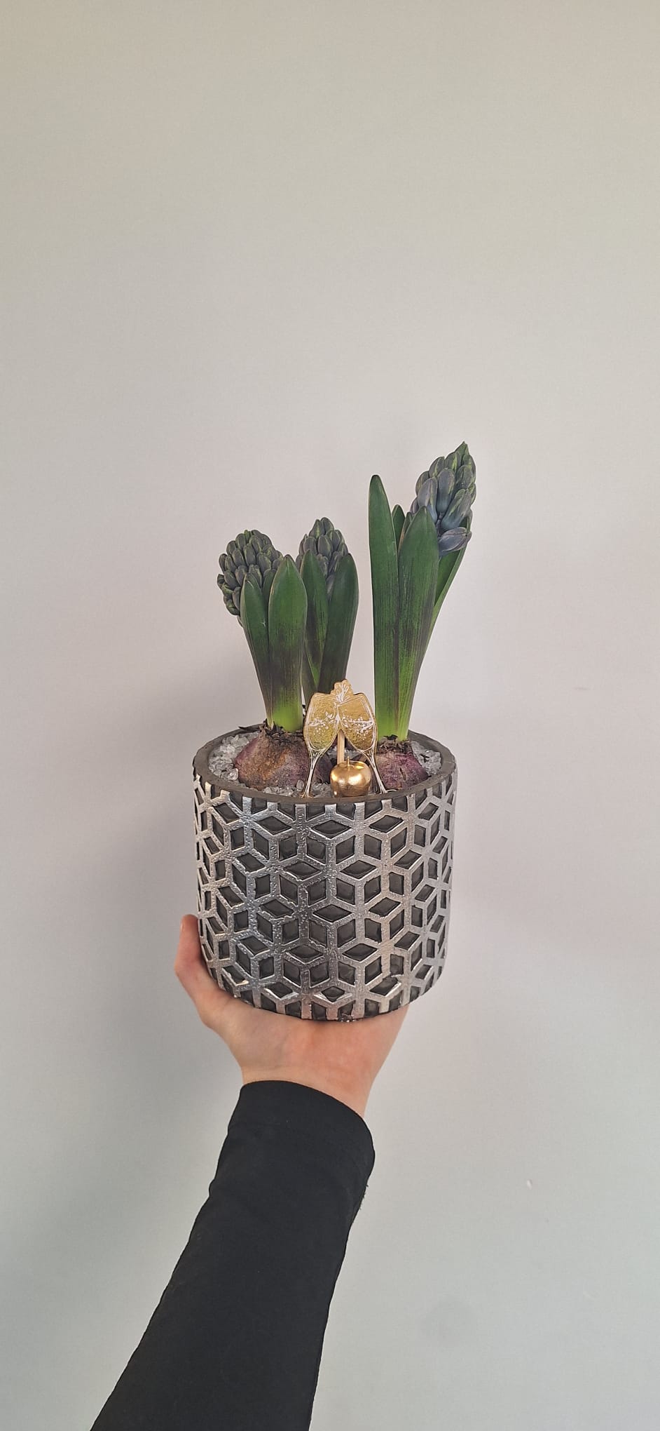 Compositions trio jacinthes