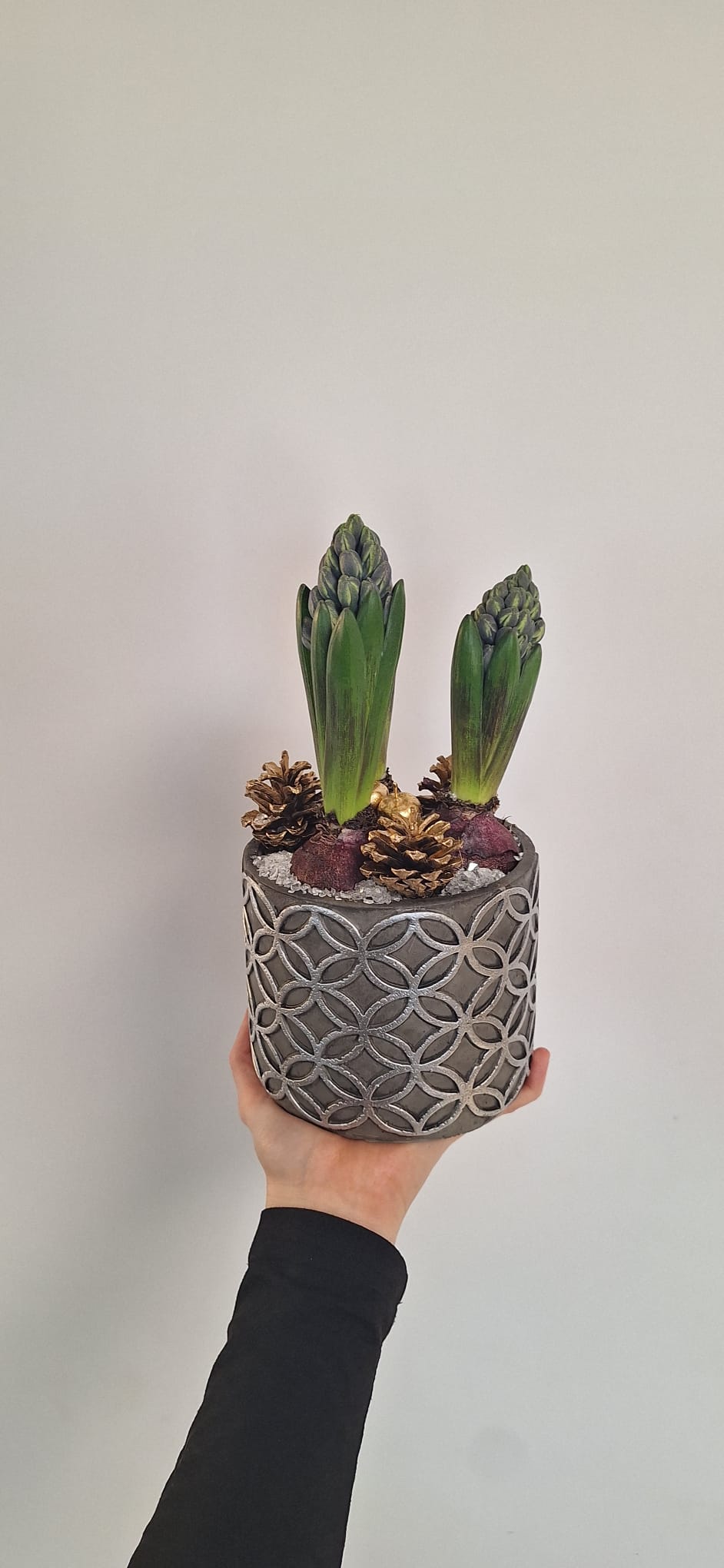 Compositions trio jacinthes